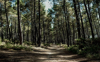 Photo de la forêt landaise où se situe la manufacture Navailles